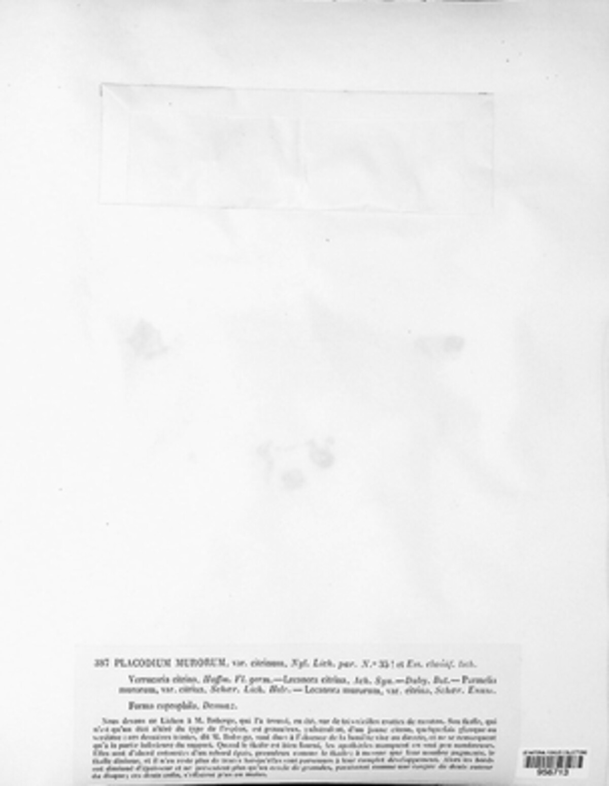 Calogaya saxicola image